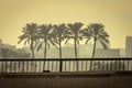 A set of five palms in a hazy air of Egypt Royalty Free Stock Photo