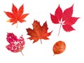 Set of five red autumn leaves Royalty Free Stock Photo