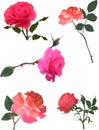 Set of five rose flowers on white background