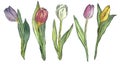 A set of five tulips of different colors on a white background. Watercolor illustration.
