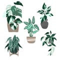 Set of five variegated house plants in pots