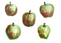 Set of five watercolor illustrations of apples isolated on a white background. Red-green apples fruits painted by paint, design