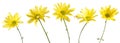 Set of Five Yellow Daisy Flowers