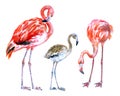 Set of flamingos, adult birds and chick, watercolor