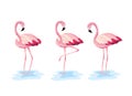 Set flamingos tropical wild animal