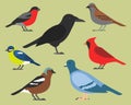 Set of flat birds, isolated on background. different tropical and domestic birds, cartoon style simple birds for logos.
