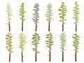 Set of flat design vector images of tall cedar trees in flat design