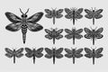 Set of flat dragonfly insect illustration design