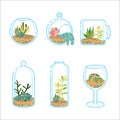 Set of flat florariums with different succulents and cactus for design modern interior. Plant in a glass aquarium.