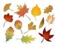 Set of flat hand drawn autumn leaves Royalty Free Stock Photo