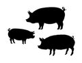 A set of 3 flat pig silhouettes Royalty Free Stock Photo