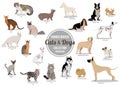 Set of flat sitting or walking cute cartoon dogs and dogs. Popular breeds. Flat style design isolated icons.