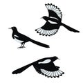 Set of flat vector illustration of magpie birds isolated on white background. Royalty Free Stock Photo