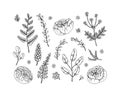 Set of floral design elements isolated on white background. Vector illustration in sketch style Royalty Free Stock Photo