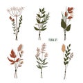 Set of floral elements. Botanical collection. bunches of wild herbs. Flowers, leaves, branches and other natural