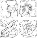 Set of floral elements. One line hand drawn illustration isolate on white Royalty Free Stock Photo