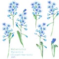 A set with the floral elements in the form of watercolor blue forget-me-not flowers (Myosotis) for a decoration