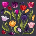 Set of floral elements with varicoloured tulips flowers leaves and petals.