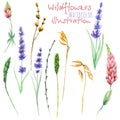 Set of floral isolated elements: wildflowers, lupine, dryflowers, eustoma