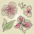 Set of floral orchid design elements