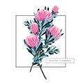 Set of floral vintage hand drawn protea. Royalty Free Stock Photo