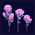 Set of floral vintage hand drawn protea, Royalty Free Stock Photo