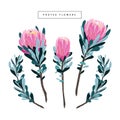 Set of floral vintage hand drawn protea, wildflowers Royalty Free Stock Photo