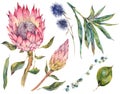 Set of floral vintage watercolor protea