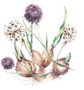 Set of flower bulbs with sprouts. Onions, garlic.Watercolor drawing. Crocus, tulip, iris, nascissus, hyacinth. Hand drawn gardeni