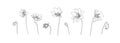 Set of flower outlines. Hand drawn plant collection. Black floral vector sketch on white background. Decorative wildflower Royalty Free Stock Photo