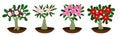 A set of flowering adeniums. Indoor flowers. Houseplants. Bonsai. Vector illustration is