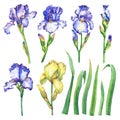 Set flowering blue and yellow Iris with bud. Royalty Free Stock Photo