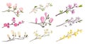 Set of flowering branches with small flowers and green leaves. Twigs of fruit trees. Detailed flat vector icons