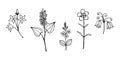 Set of flowering forest in the field plants Bellflower, Carnation, FritillÃÂ¡ria, MaiÃÂ¡nthemum, VerÃÂ³nica, black outline drawing