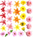 Set flowers Royalty Free Stock Photo