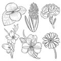 Set of flowers alstroemeria, begonia, carnation, gerbera and gladiolus, hyacinth Royalty Free Stock Photo