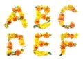 set of orange yellow flower, created letters and alphabet for greeting card, present, birthday gift and mail, A B C D E F