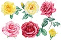 Set of flowers, beautiful roses. Hand drawn watercolor painting on white background. Royalty Free Stock Photo