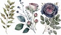 Flowers, berries and leaves watercolor illustration Royalty Free Stock Photo