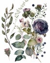 Flowers, berries and leaves watercolor illustration Royalty Free Stock Photo