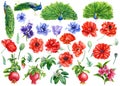 Set of flowers and birds, poppies, anemones, cornflower, blue bell, peacocks, isolated white background, watercolor Royalty Free Stock Photo