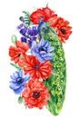 Set of flowers and birds, poppies, anemones, peacocks on an isolated white background, hand drawing, watercolor Royalty Free Stock Photo