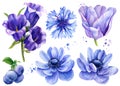 Set of flowers, blue, bluebells, anemone, tulip, blueberry, cornflower, botanical watercolor, flora design