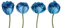 Set flowers  blue tulip.s . Flowers isolated on a white background. No shadows with clipping path.  Fringed tulips.  Close-up. Royalty Free Stock Photo