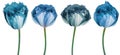 Set flowers   blue  tulips . Flowers isolated on a white background. No shadows with clipping path.  Close-up. Royalty Free Stock Photo