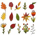 Set of flowers, branches and leaves. Autumn decorative illustrations on an isolated white background. Element for design