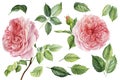 Set with flowers, branches, leaves of pink English roses. Watercolor hand painted, isolated objects on white background Royalty Free Stock Photo