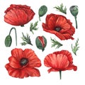 A set of flowers, buds and leaves of a red poppy painted in watercolor, isolated on a white background.