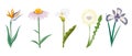 Set of flowers, calla, chamomile, dandelion and gladiolus on a white background. Decor elements, floral icons Royalty Free Stock Photo