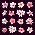 Set of flowers of cherry tree isolated Royalty Free Stock Photo